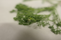 Fumaria parviflora