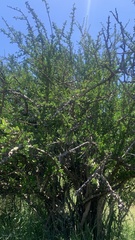 Ehretia rigida