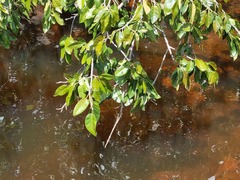 Ficus ingens