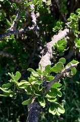 Ehretia rigida