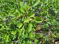 Ficus burkei