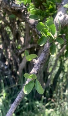 Ehretia rigida