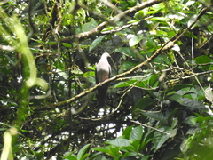 Patagioenas plumbea