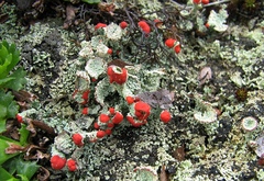Cladonia coccifera