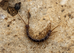 Lithobius calcaratus