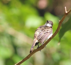 Myiarchus antillarum