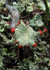 Cladonia coccifera