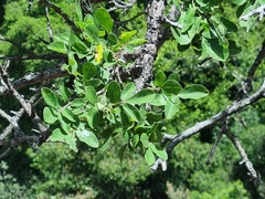 Commiphora