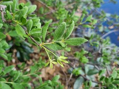 Vangueria triflora
