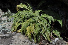 Asplenium foreziense