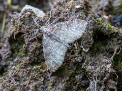 Lobophora halterata