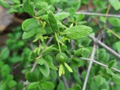 Vangueria triflora