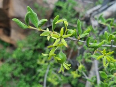 Vangueria triflora