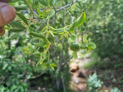 Vangueria triflora