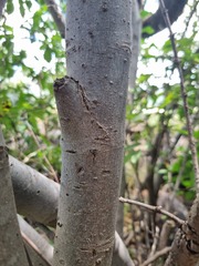Vangueria triflora