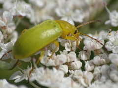 Cteniopus sulphureus