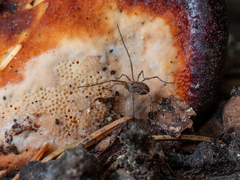 Oligolophus tridens