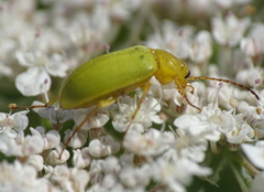 Cteniopus sulphureus