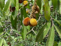 Lepisanthes tetraphylla