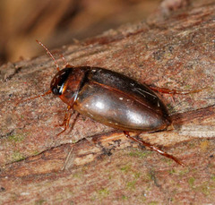 Liopterus haemorrhoidalis