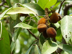 Lepisanthes tetraphylla
