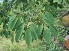 Pseudolachnostylis maprouneifolia