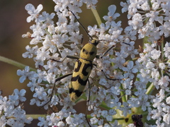 Chlorophorus varius