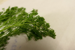 Fumaria parviflora