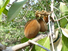 Lepisanthes tetraphylla
