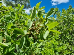 Vitex rehmannii