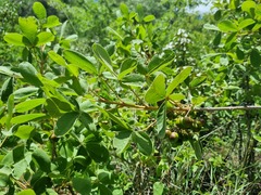 Vitex rehmannii