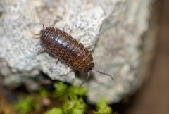 Porcellio gallicus