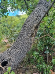 Vitex rehmannii