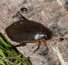 Cybister lateralimarginalis