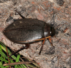 Cybister lateralimarginalis