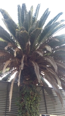 Phoenix canariensis