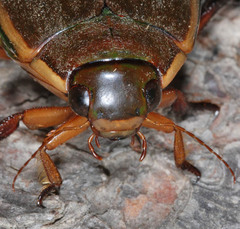 Cybister lateralimarginalis