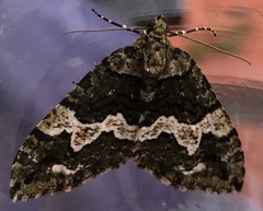 Hydriomena albifasciata