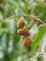 Lepisanthes tetraphylla