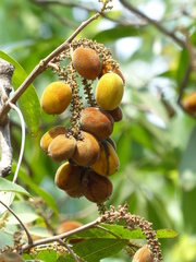Lepisanthes tetraphylla