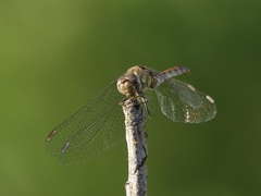 Sympetrum striolatum