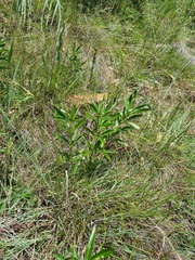 Fadogia homblei