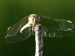 Sympetrum striolatum