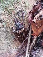 Macrodontia batesi