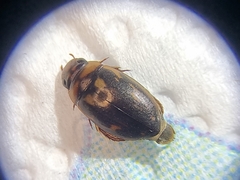 Platambus maculatus