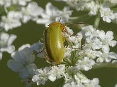 Cteniopus sulphureus