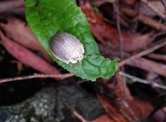 Paropsis dilatata