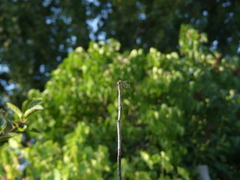 Sympetrum striolatum
