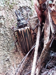 Macrodontia batesi