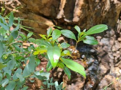 Heteropyxis natalensis